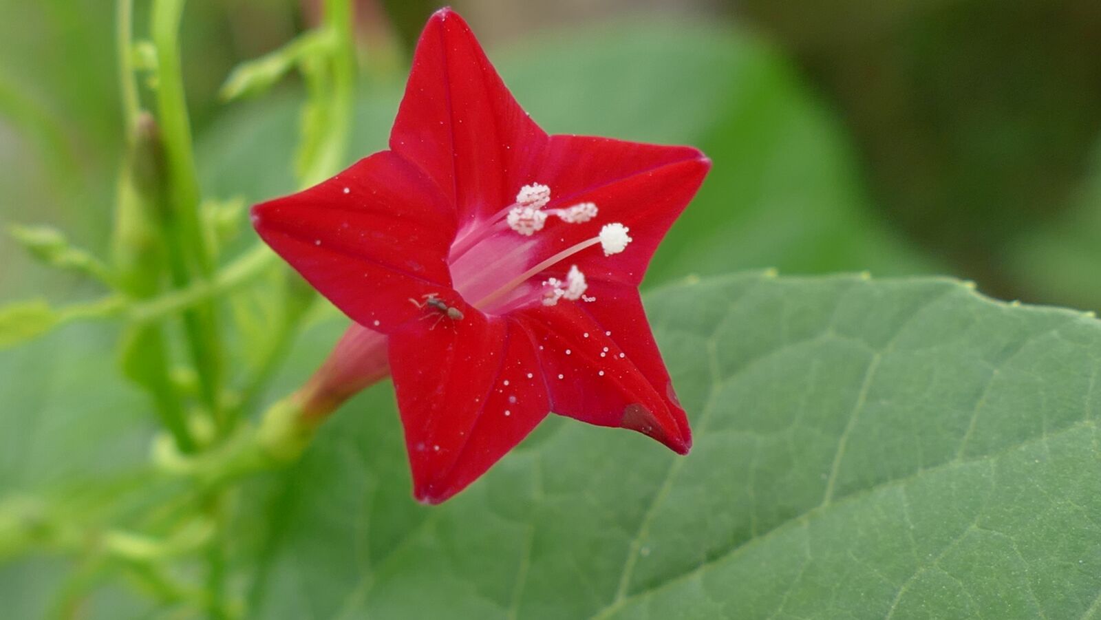 Panasonic Lumix DMC-FZ1000 sample photo. Wildflowers, flowers, nature photography