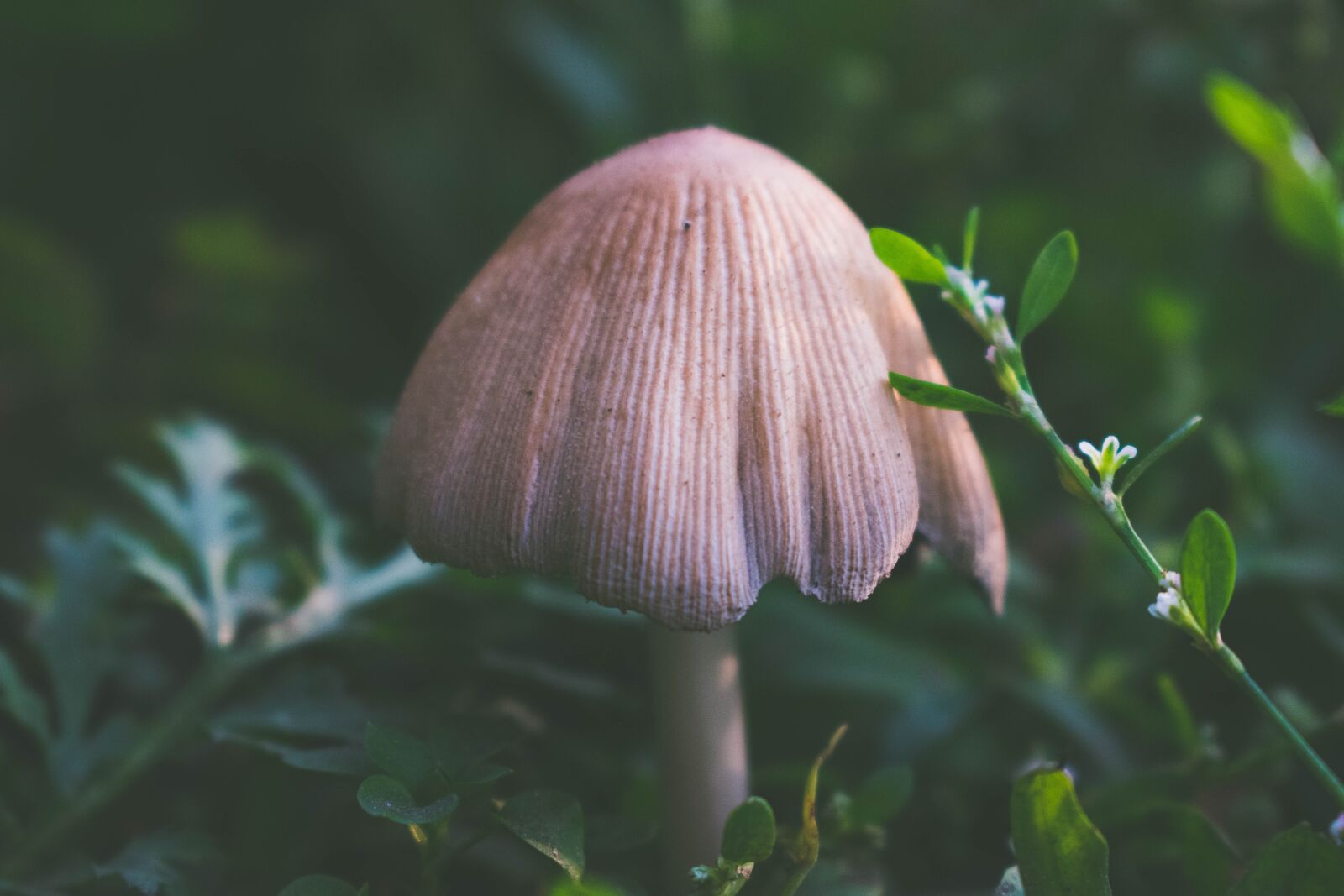 Nikon D3400 sample photo. Mushroom, mushrooms, nature photography