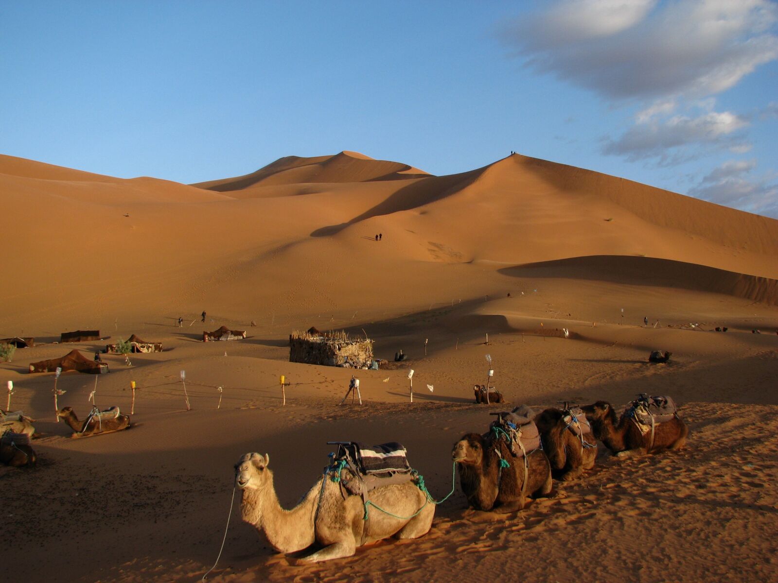 Canon POWERSHOT S5 IS sample photo. Camel, sahara, africa photography
