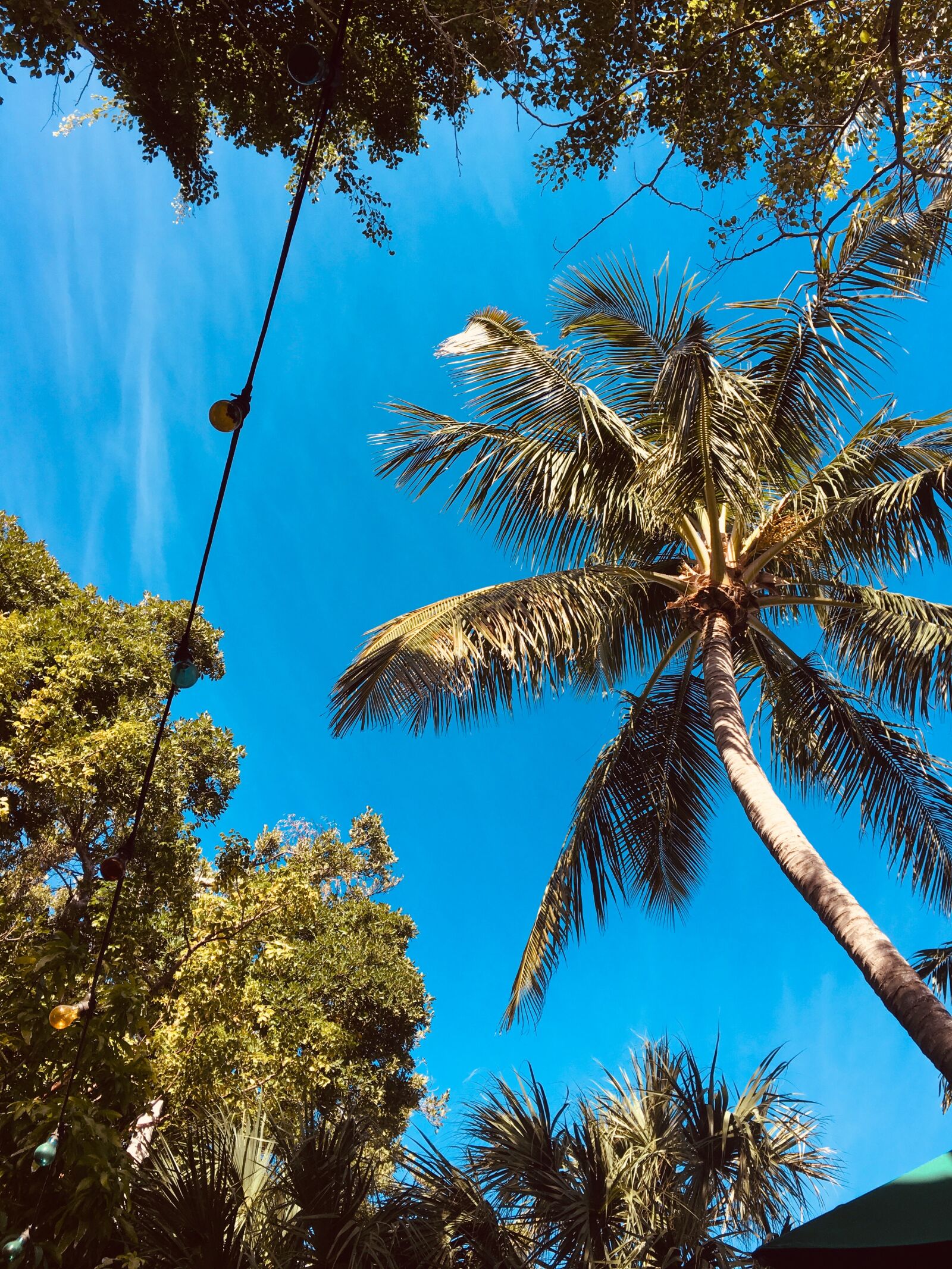 iPhone SE back camera 4.15mm f/2.2 sample photo. Florida, palm tree, beach photography