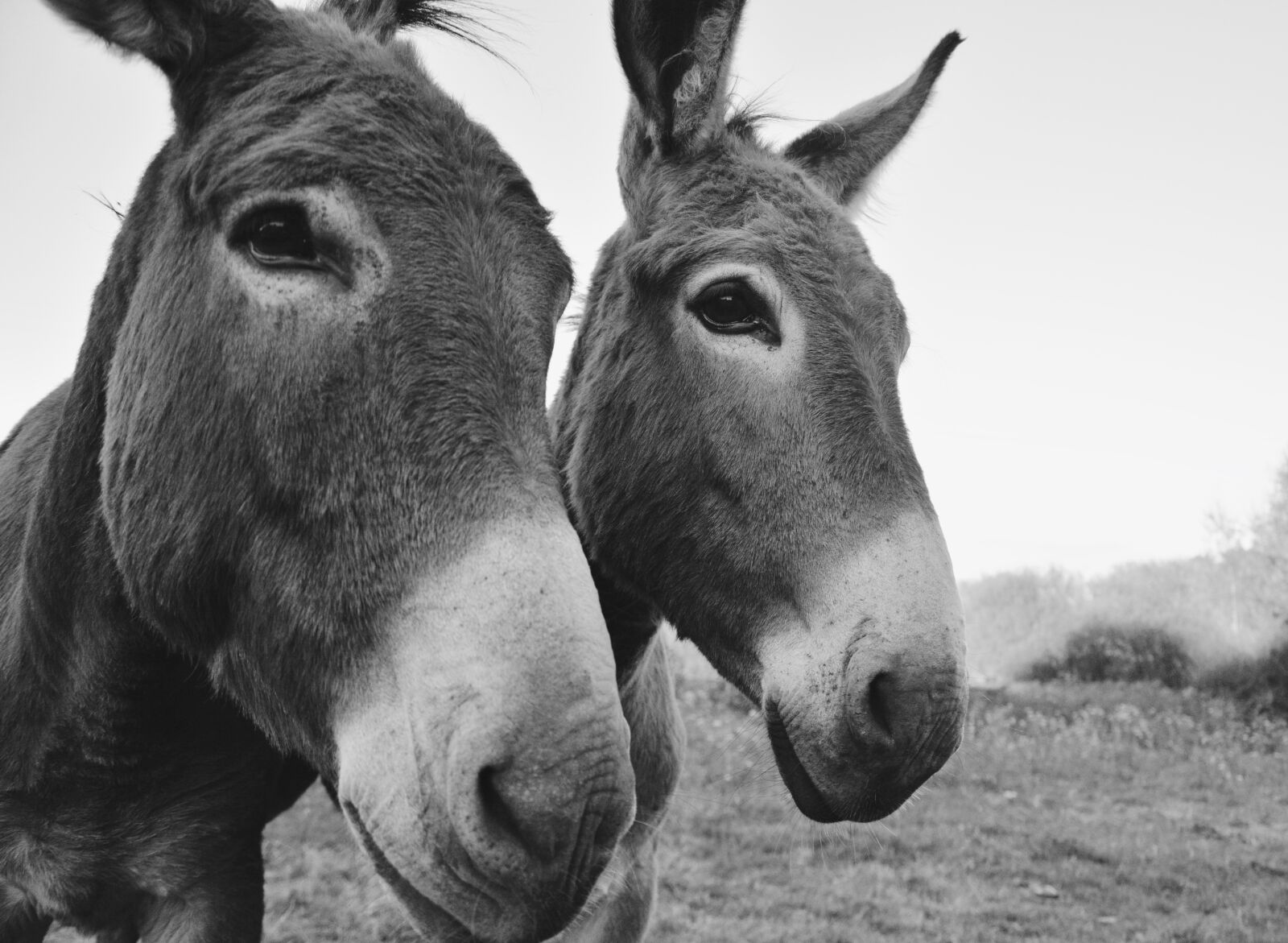 Nikon D5200 sample photo. Donkeys, equines, portrait photography