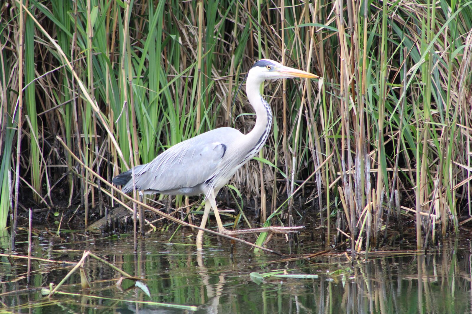 Canon EF75-300mm f/4-5.6 sample photo. Heron, bird, nature photography