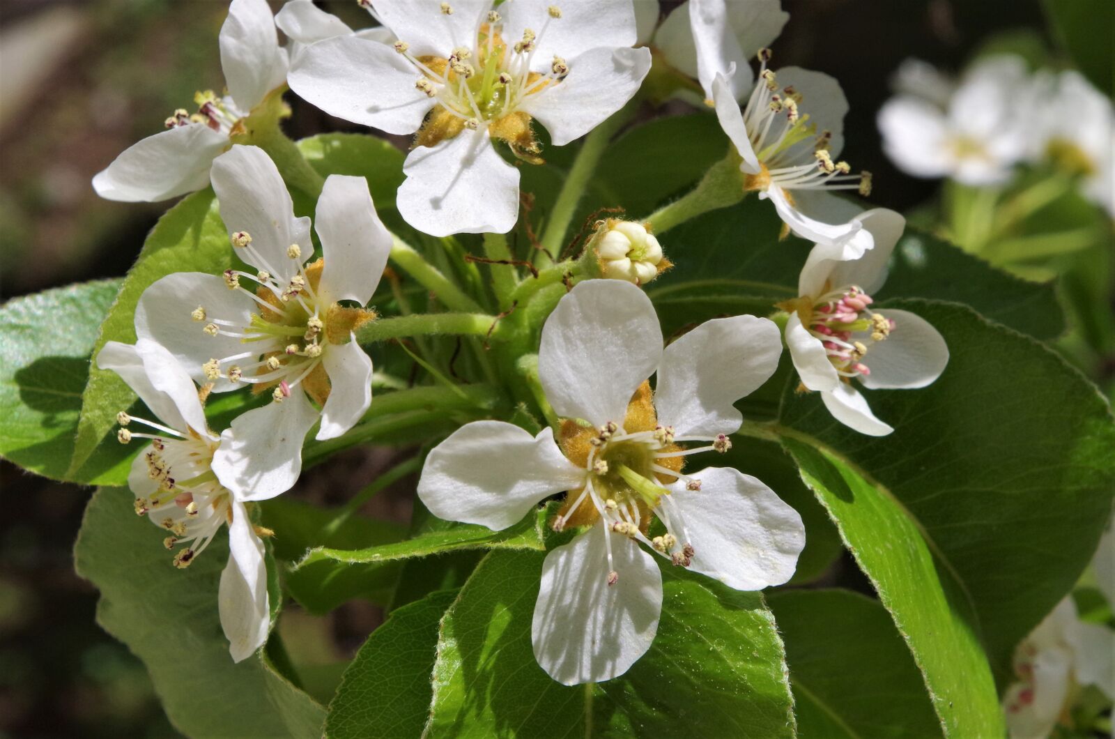 Pentax K-50 sample photo. White flowers, flowers of photography