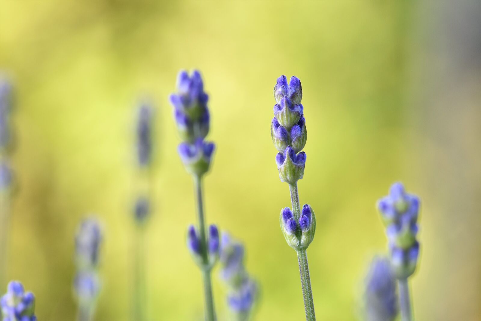 Nikon D5500 sample photo. Lavender, plant, nature photography