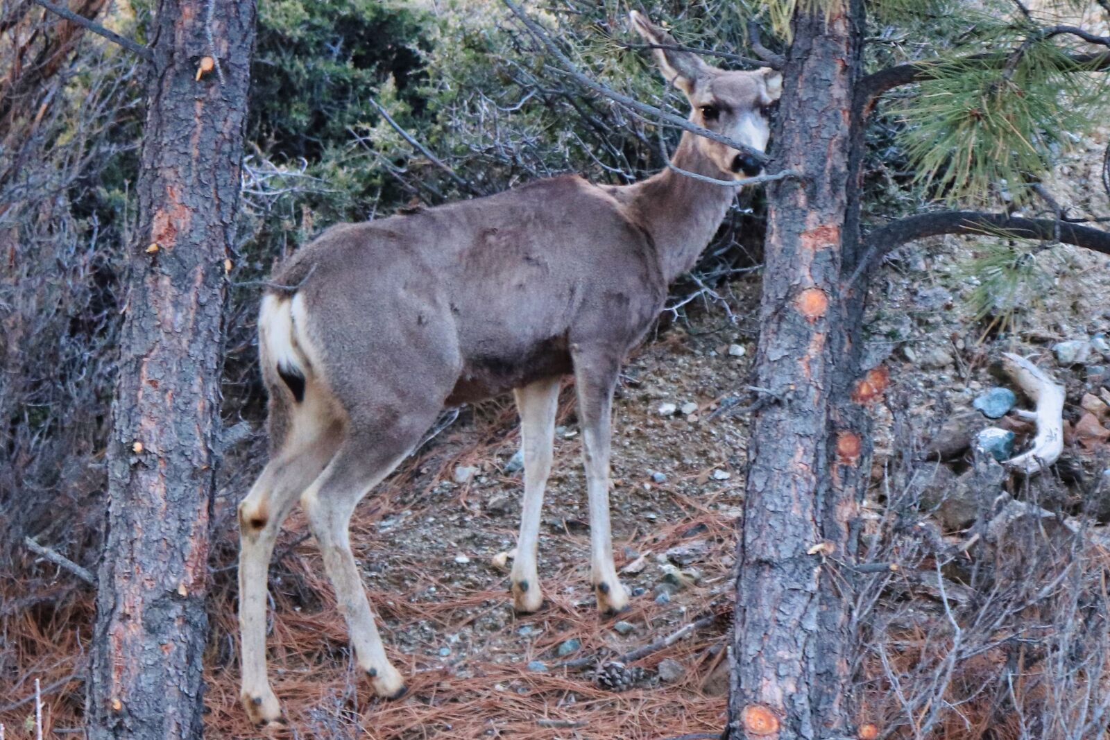 Canon EOS 200D (EOS Rebel SL2 / EOS Kiss X9) sample photo. Deer, forest, nature photography