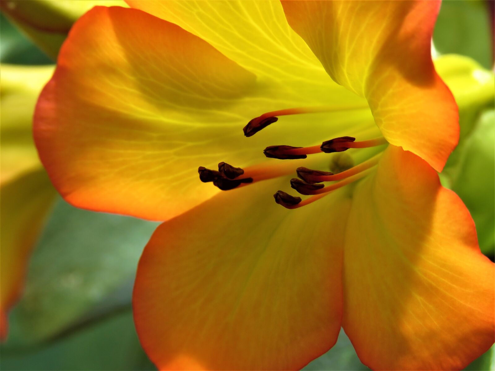 Canon PowerShot SX60 HS sample photo. Flower, nature, flora photography