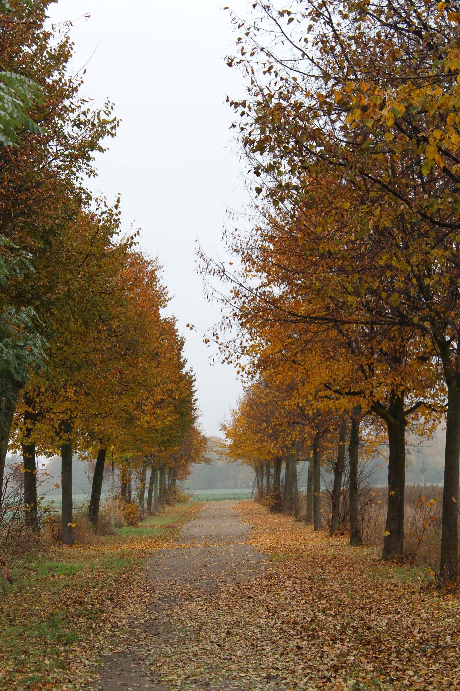 Canon EOS 650D (EOS Rebel T4i / EOS Kiss X6i) sample photo. Autumn, avenue, away photography