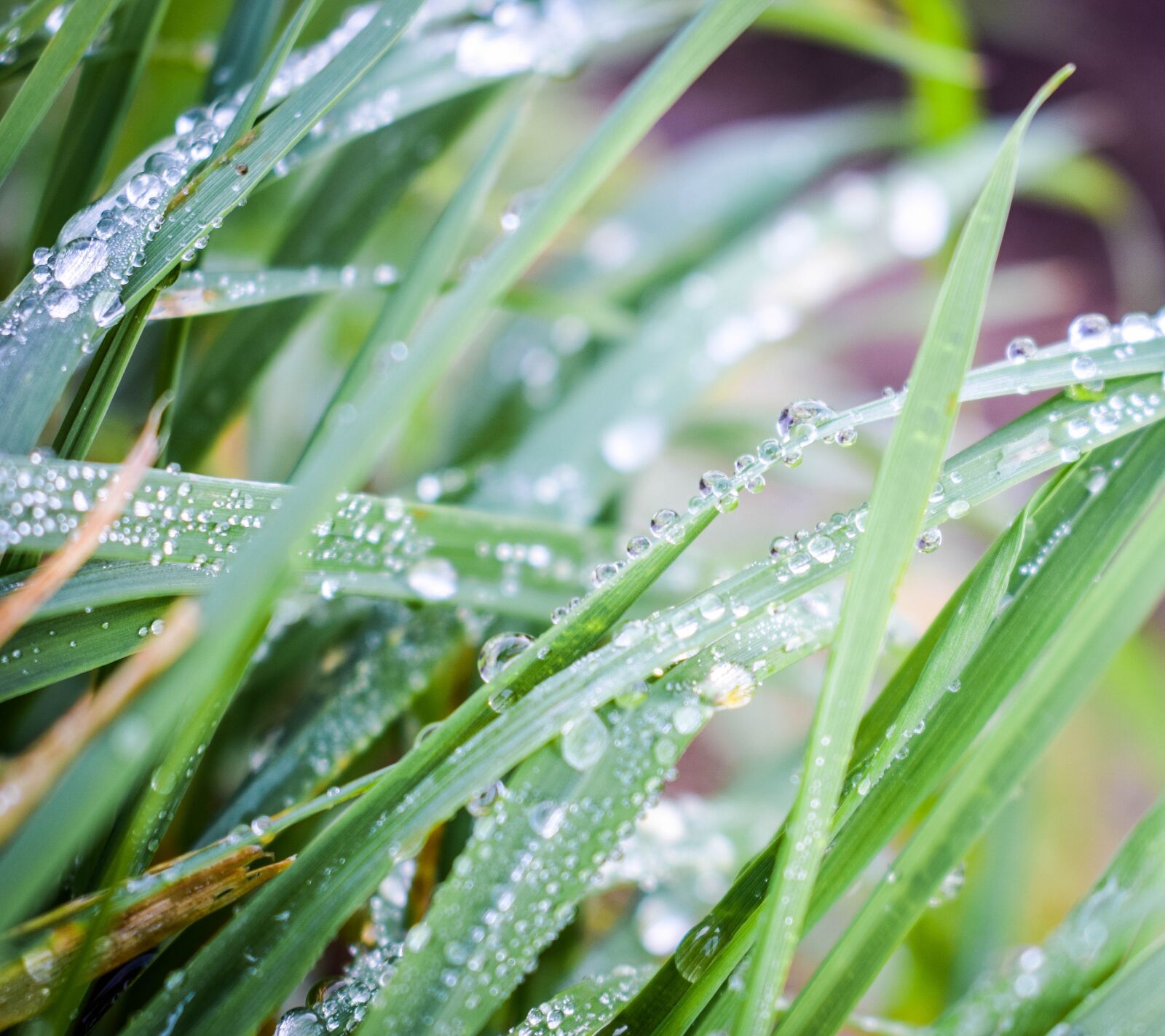 Nikon D5300 sample photo. Grass, dew, meadow photography