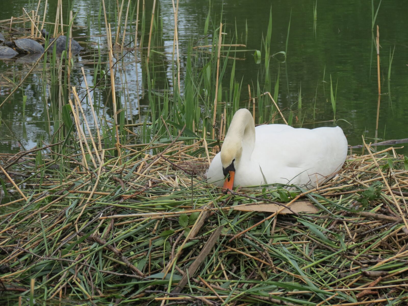 Canon PowerShot SX40 HS sample photo. Swan, breed, swan's nest photography