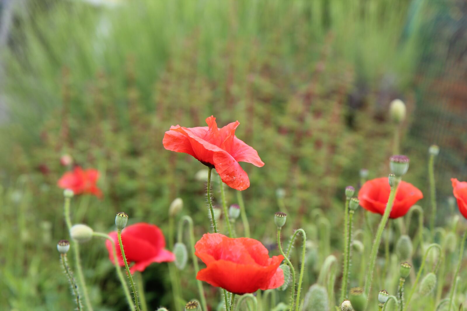 Canon EOS 600D (Rebel EOS T3i / EOS Kiss X5) sample photo. Poppies, red flowers, flowering photography