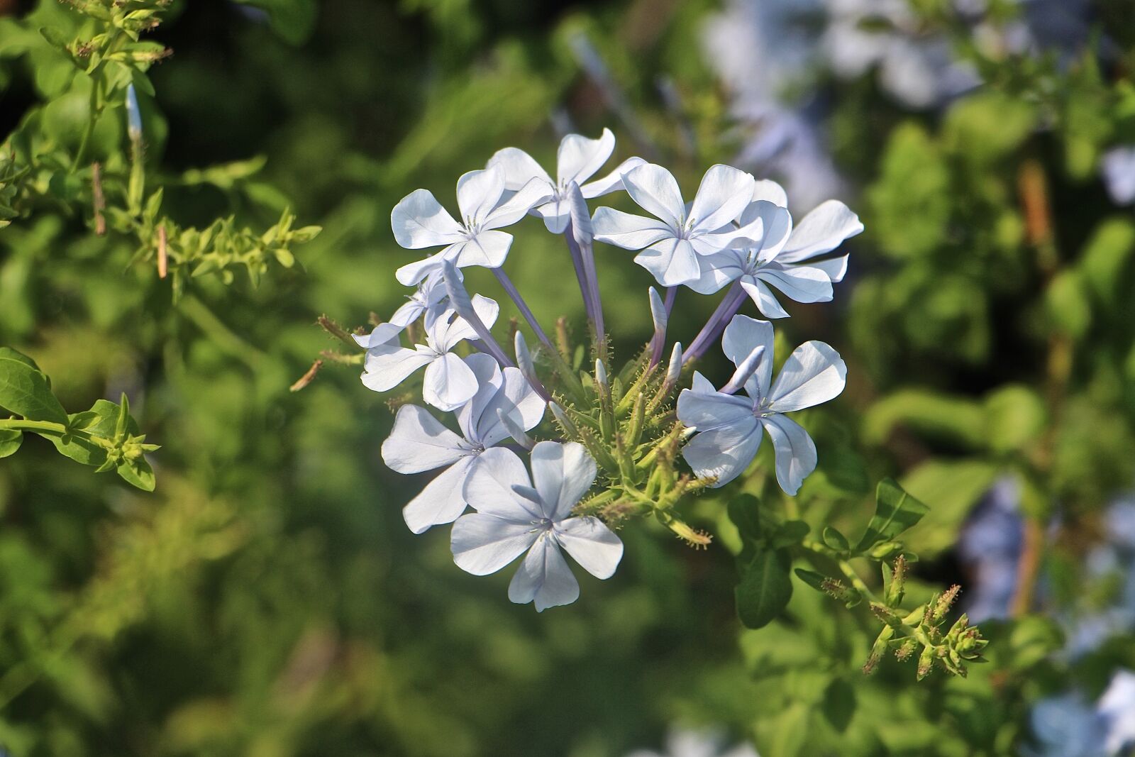Canon EOS 700D (EOS Rebel T5i / EOS Kiss X7i) sample photo. Nature, flowers, plant photography