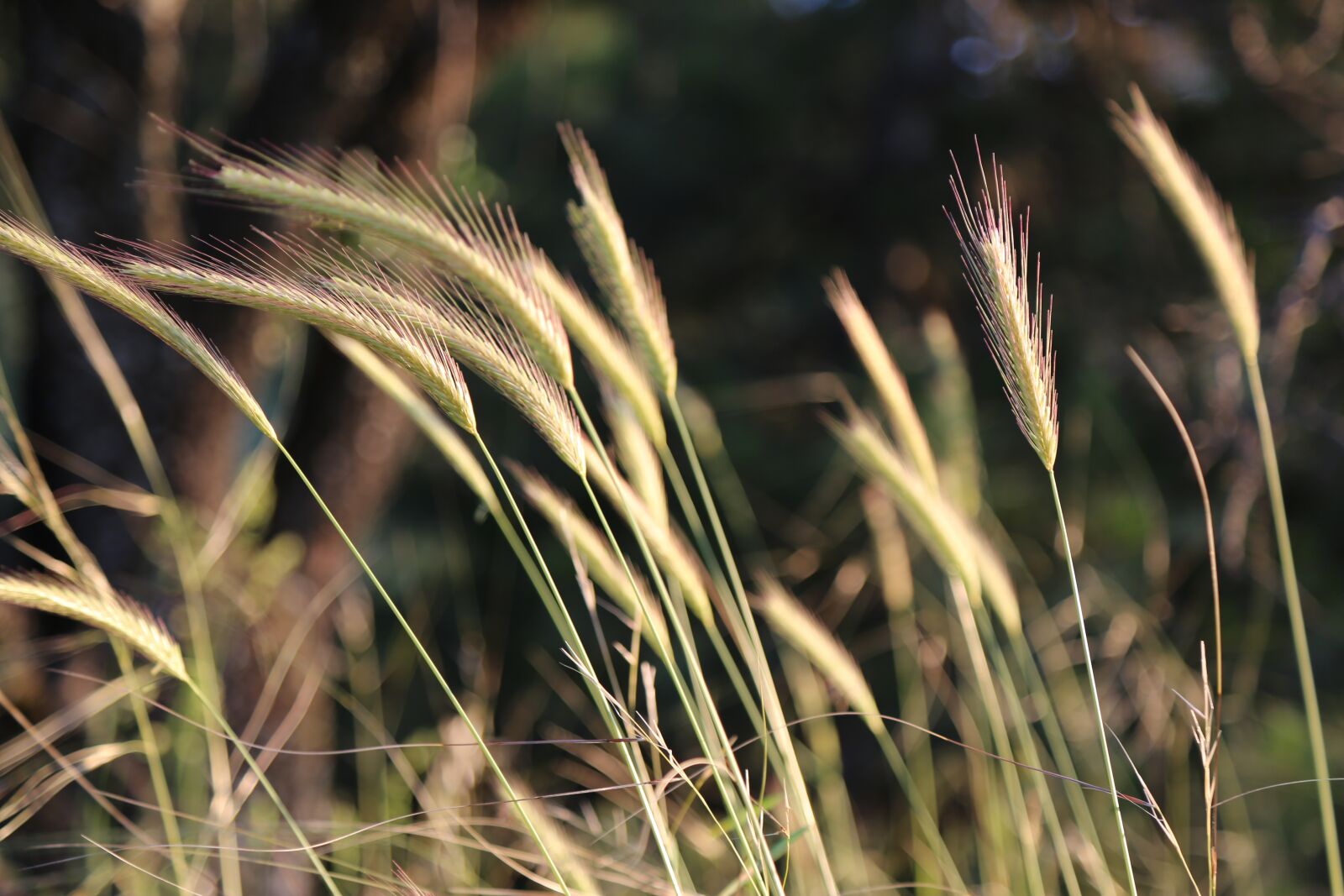 Canon EF 24-105mm F4L IS USM sample photo. Plant, spike, dirt photography