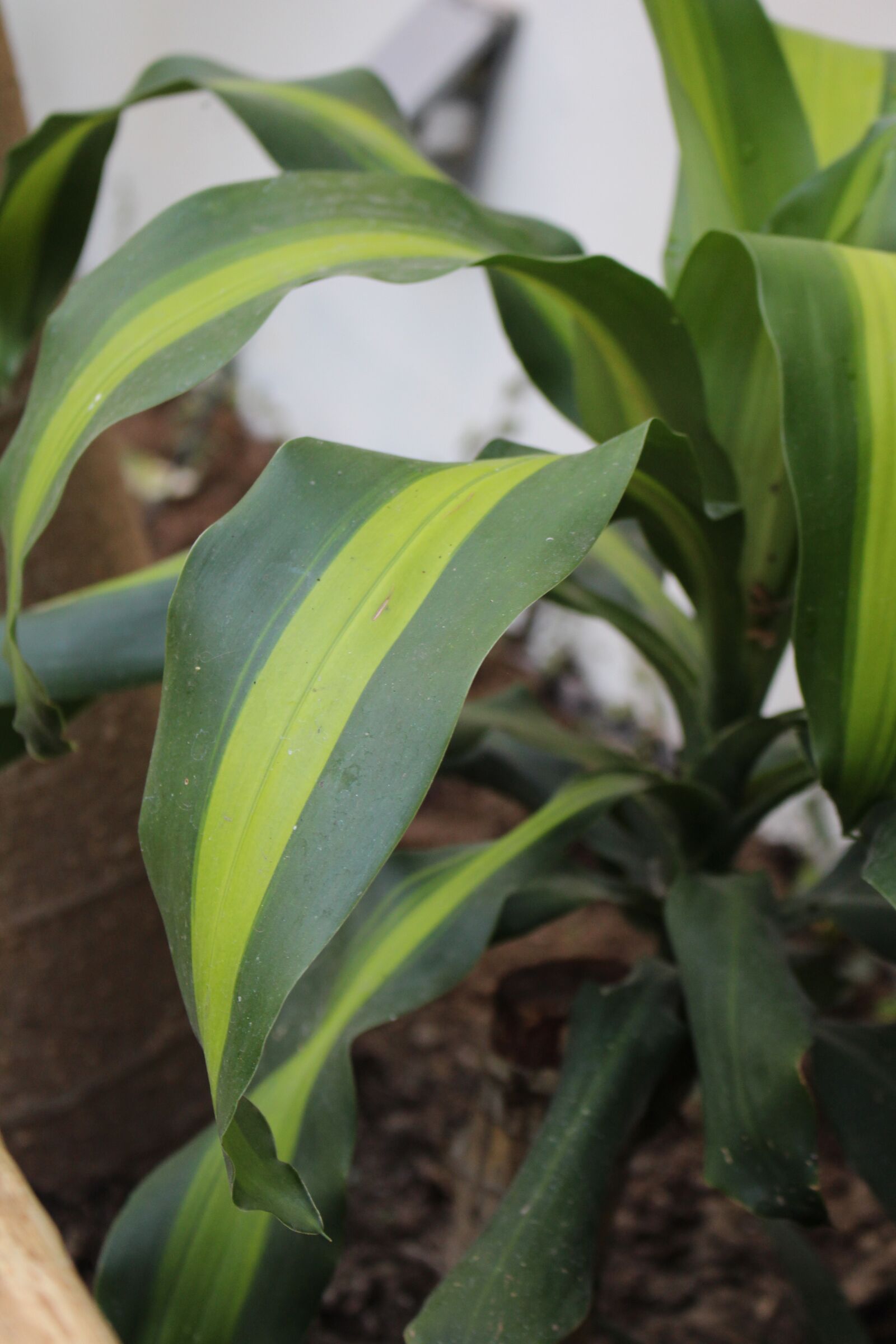 Canon EOS 700D (EOS Rebel T5i / EOS Kiss X7i) sample photo. Plant, ornamental, green photography