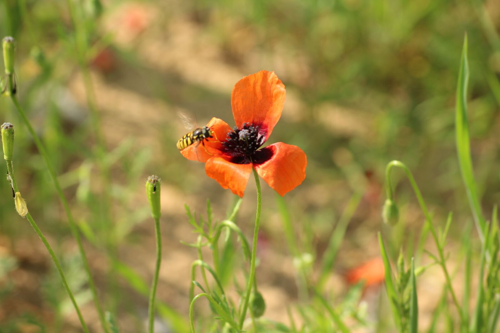 Canon EOS 1200D (EOS Rebel T5 / EOS Kiss X70 / EOS Hi) sample photo. Poppy, meadow, insect photography