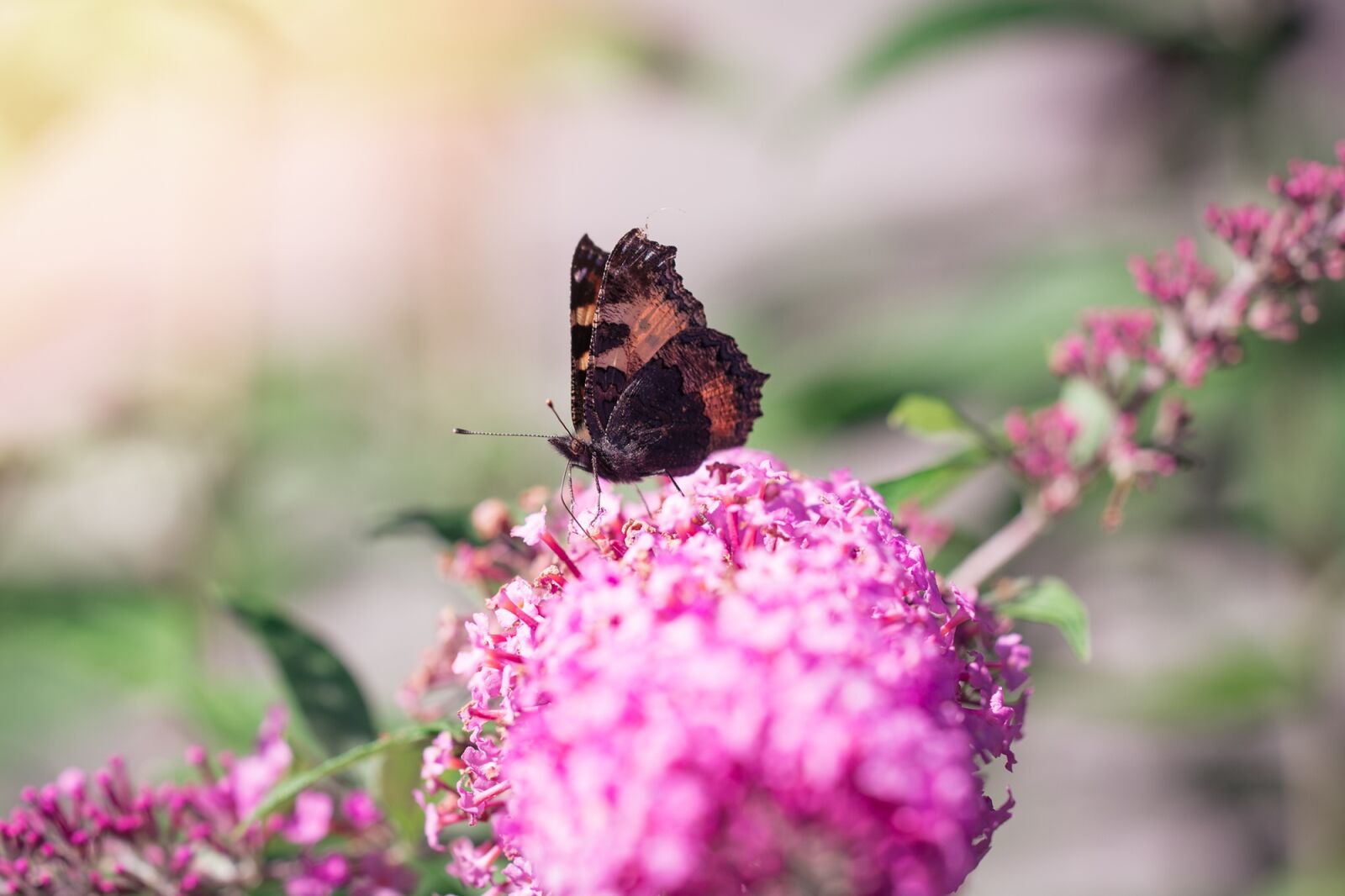 Nikon D7100 sample photo. Summer, lilac, summer lilac photography