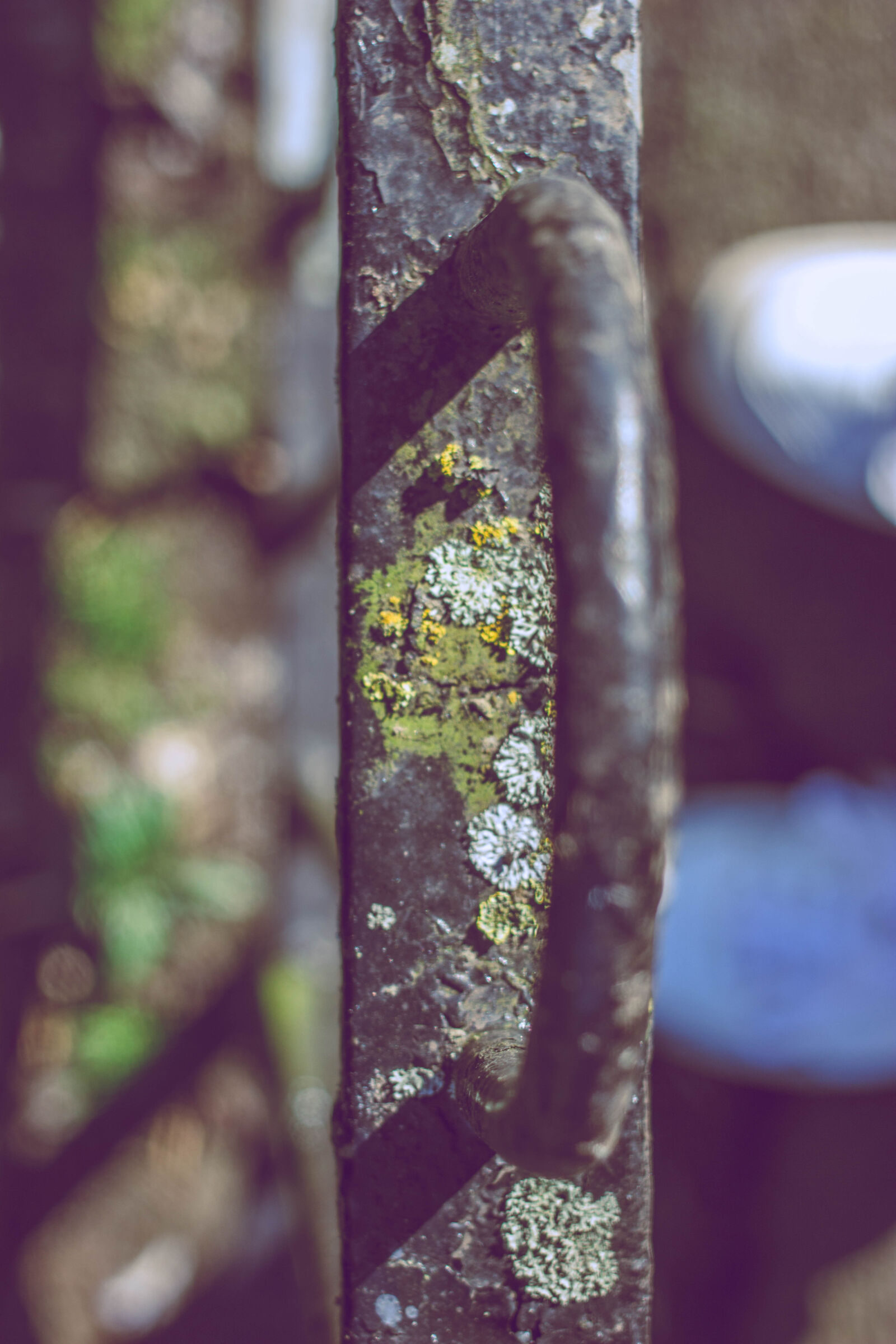Canon EOS 600D (Rebel EOS T3i / EOS Kiss X5) + Canon EF 40mm F2.8 STM sample photo. Gate, macro, moss photography