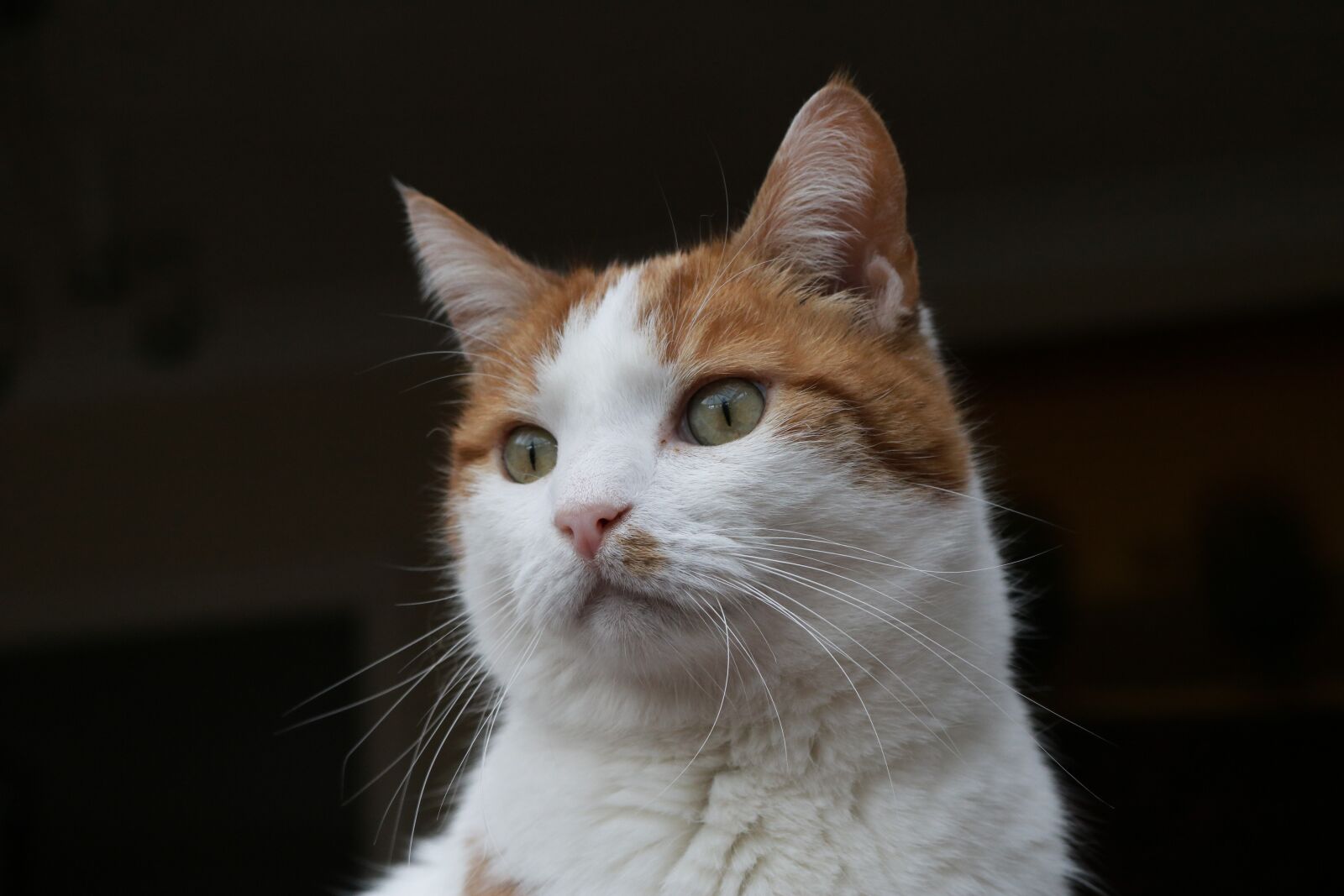 Canon EOS 750D (EOS Rebel T6i / EOS Kiss X8i) sample photo. Cat, ginger, white photography