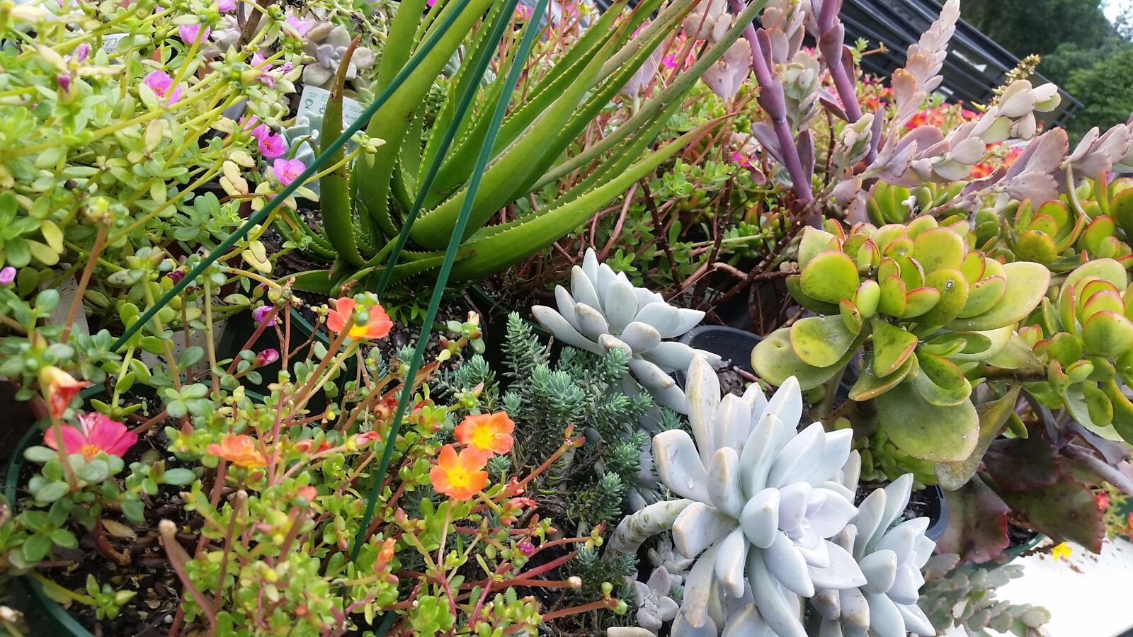 Samsung Galaxy S5 sample photo. Succulent, flowers, garden photography