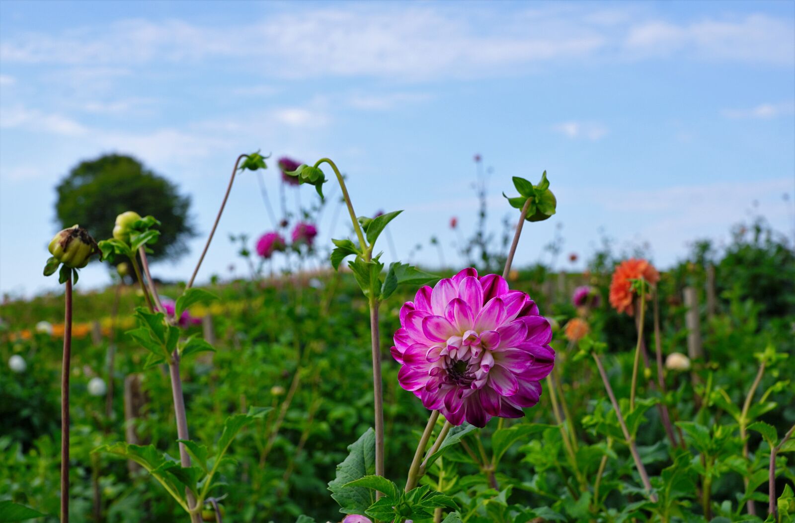 Sony ILCA-77M2 + Sony DT 16-50mm F2.8 SSM sample photo. Meadow, field, zollikon photography
