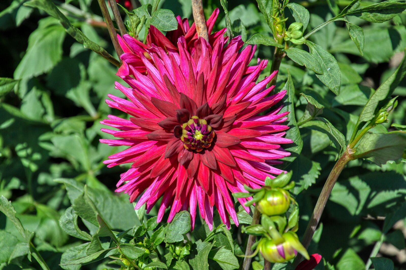 Nikon D5000 sample photo. Dahlia, bloom, ornamental flower photography