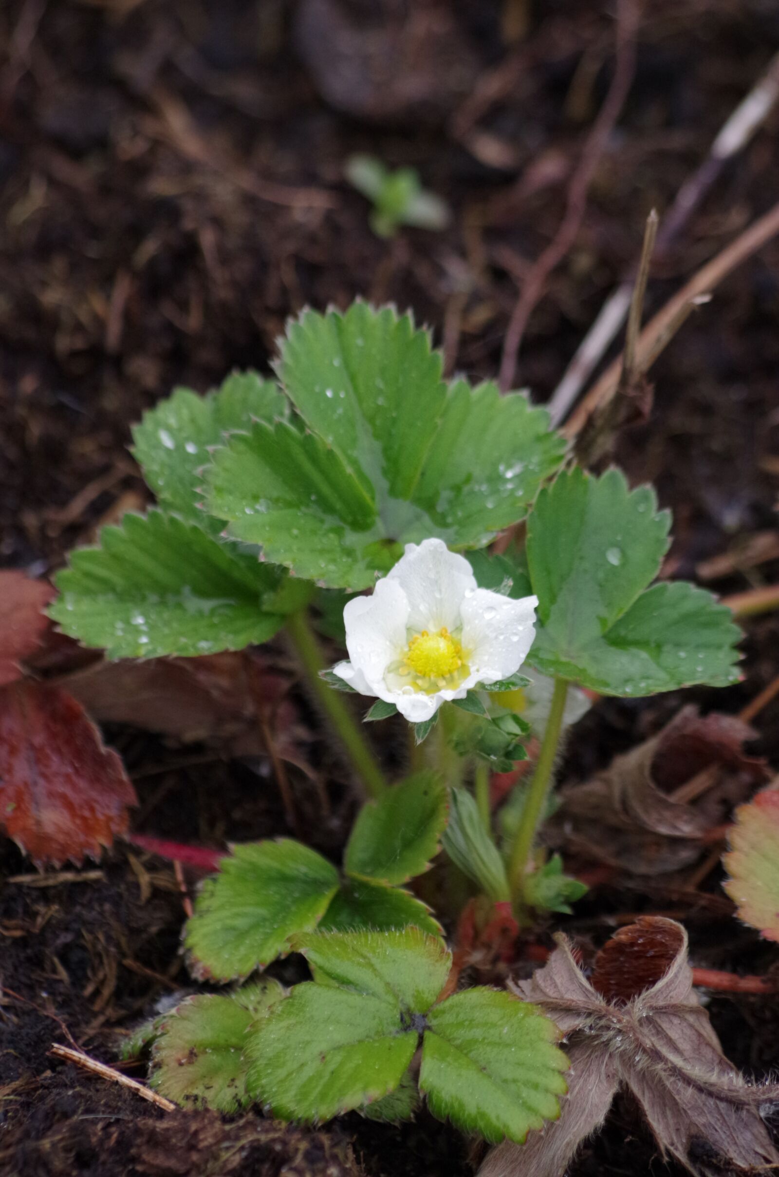 Pentax K-30 sample photo. Strawberry, bloom, spring photography