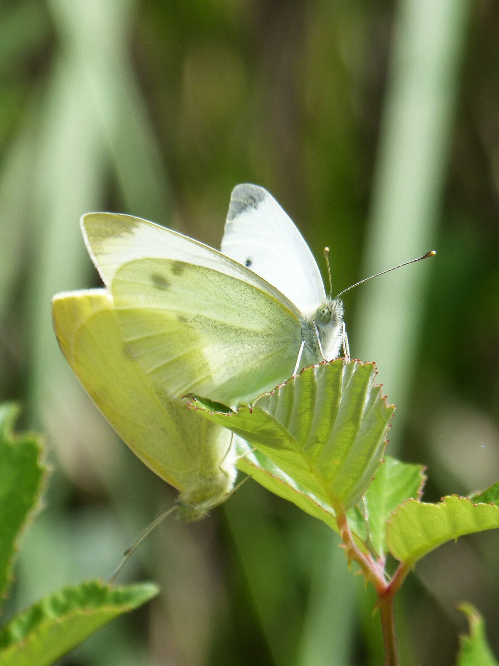 Panasonic DMC-FZ62 sample photo. Butterfly, blanqueta cabbage, pieris photography