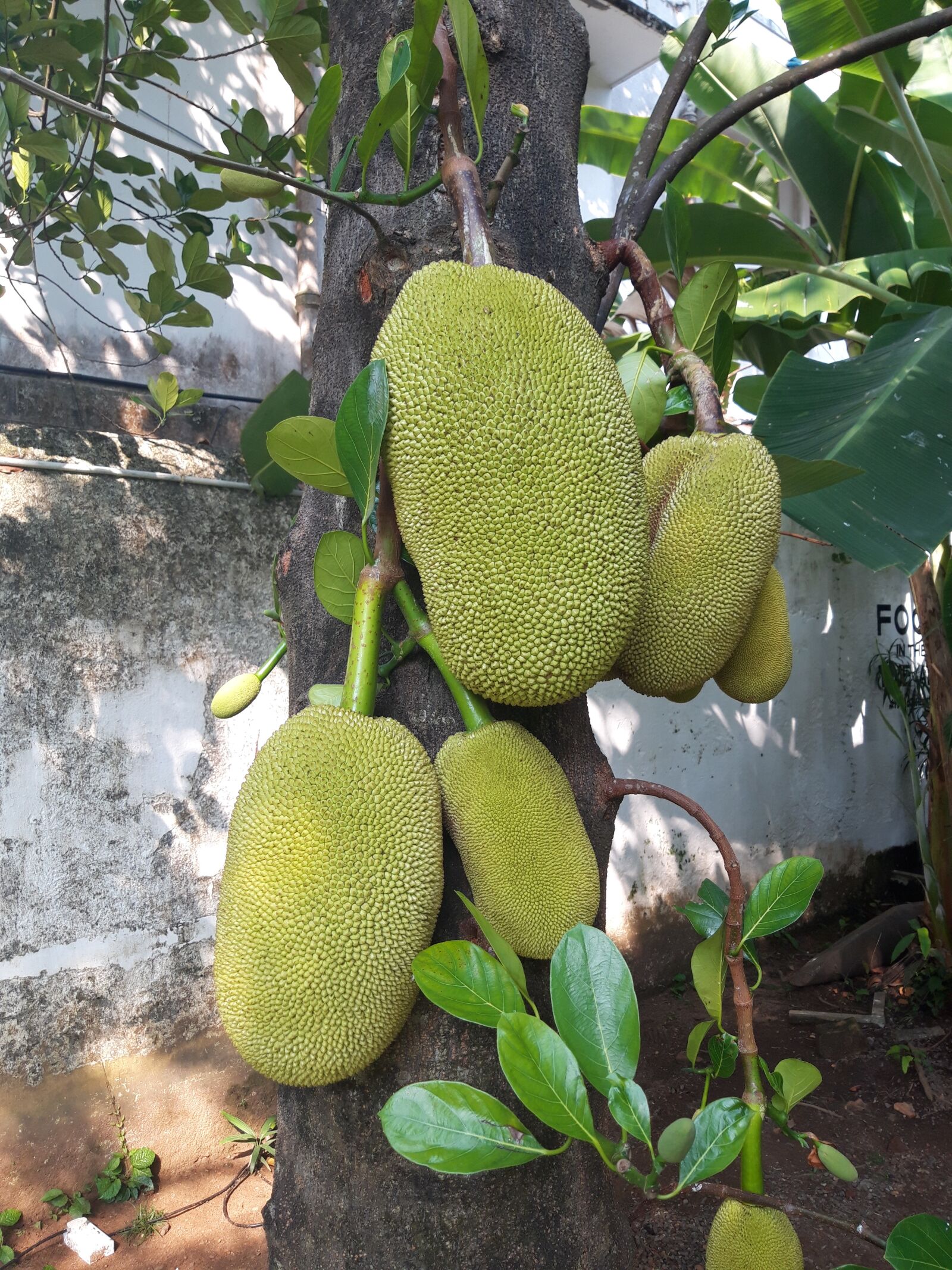 Samsung Galaxy A6 sample photo. Jack fruit, ayurvedic food photography