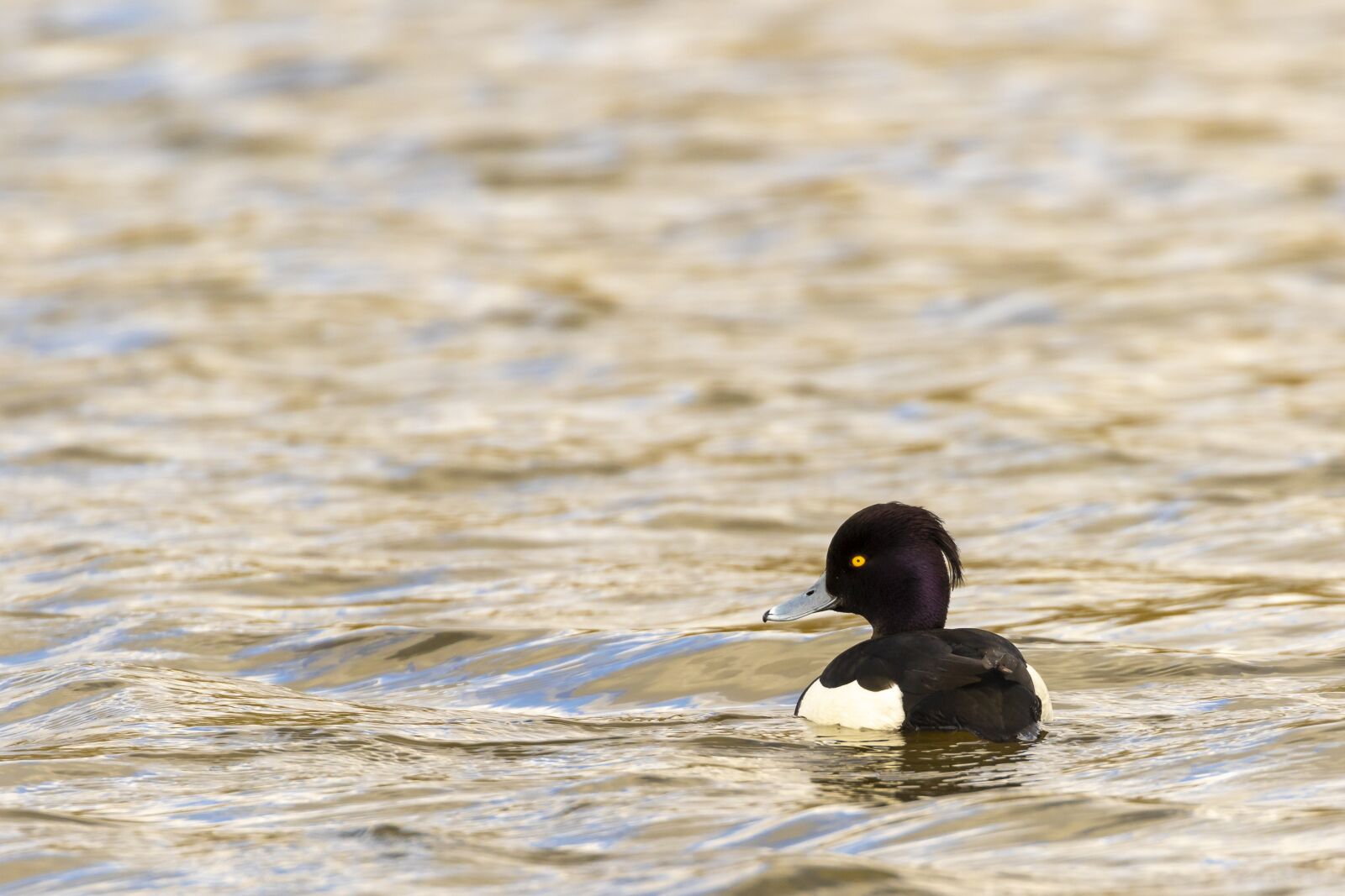 Canon EOS 7D Mark II + Canon EF 100-400mm F4.5-5.6L IS II USM sample photo. Anatidae, animal, anseriformes photography