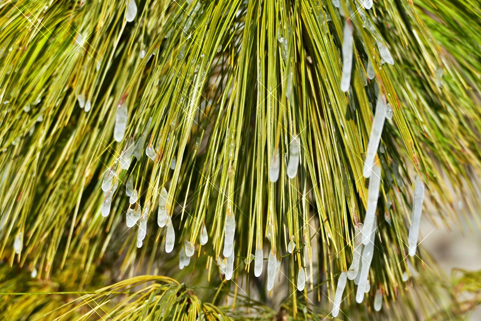 Panasonic Lumix DMC-FZ1000 sample photo. Tree, conifer, pine photography