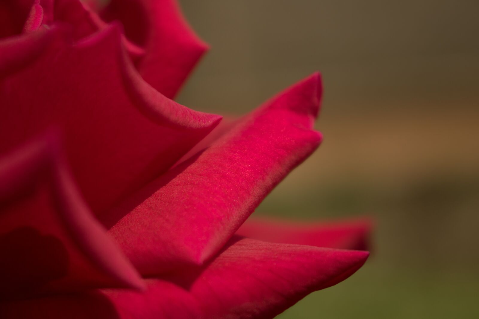 Canon EOS 750D (EOS Rebel T6i / EOS Kiss X8i) sample photo. Red rose, closeup, red photography