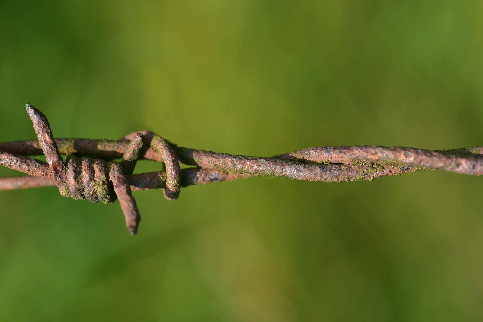 Nikon D750 sample photo. Barbed wire, rust, fence photography
