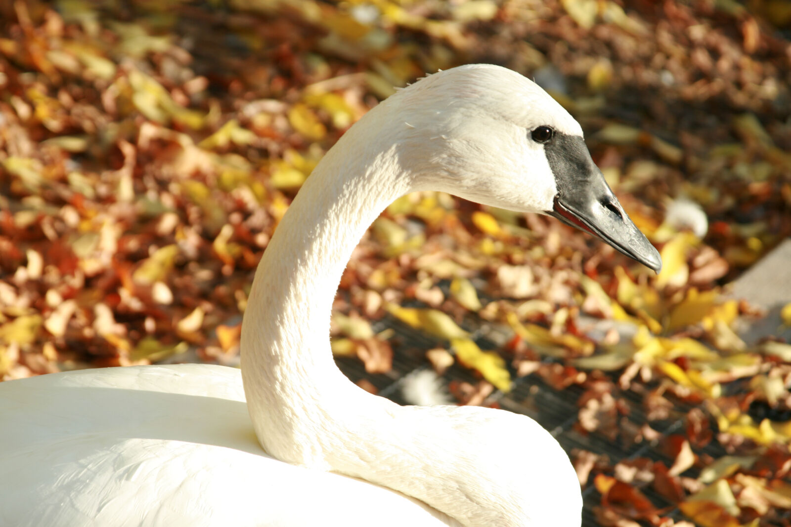 Canon EOS 400D (EOS Digital Rebel XTi / EOS Kiss Digital X) sample photo. Autumn, bird, fall, large photography