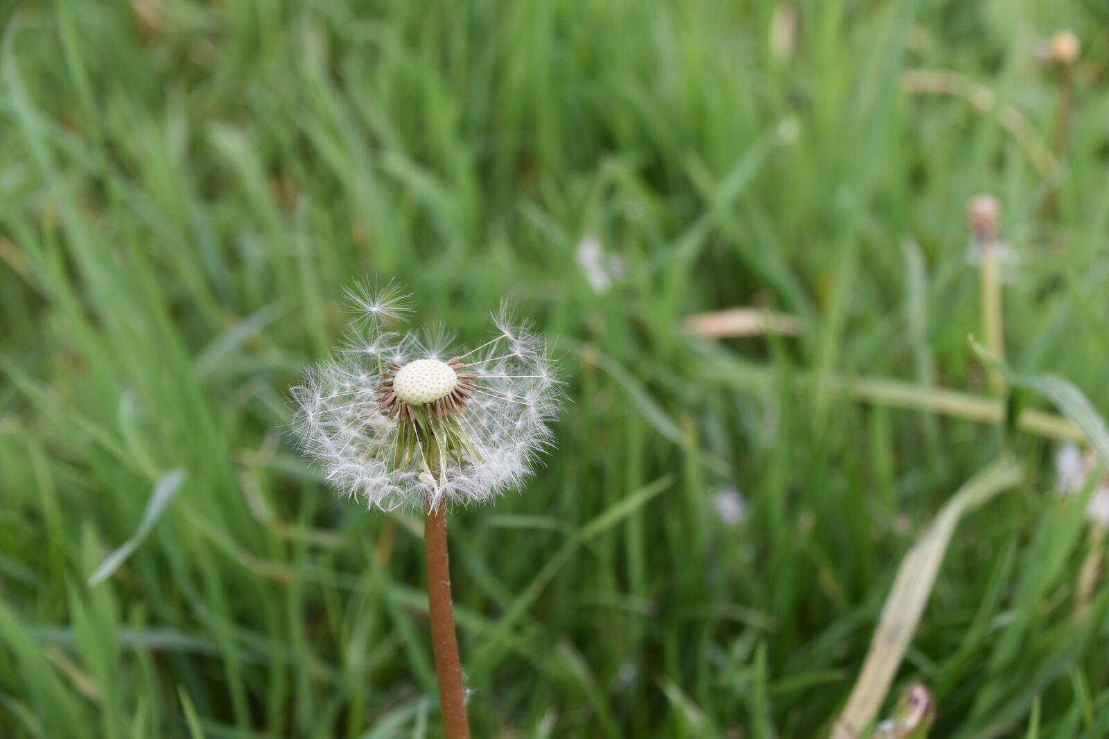 Nikon D5600 sample photo. Egret of pisenlit, seeds photography