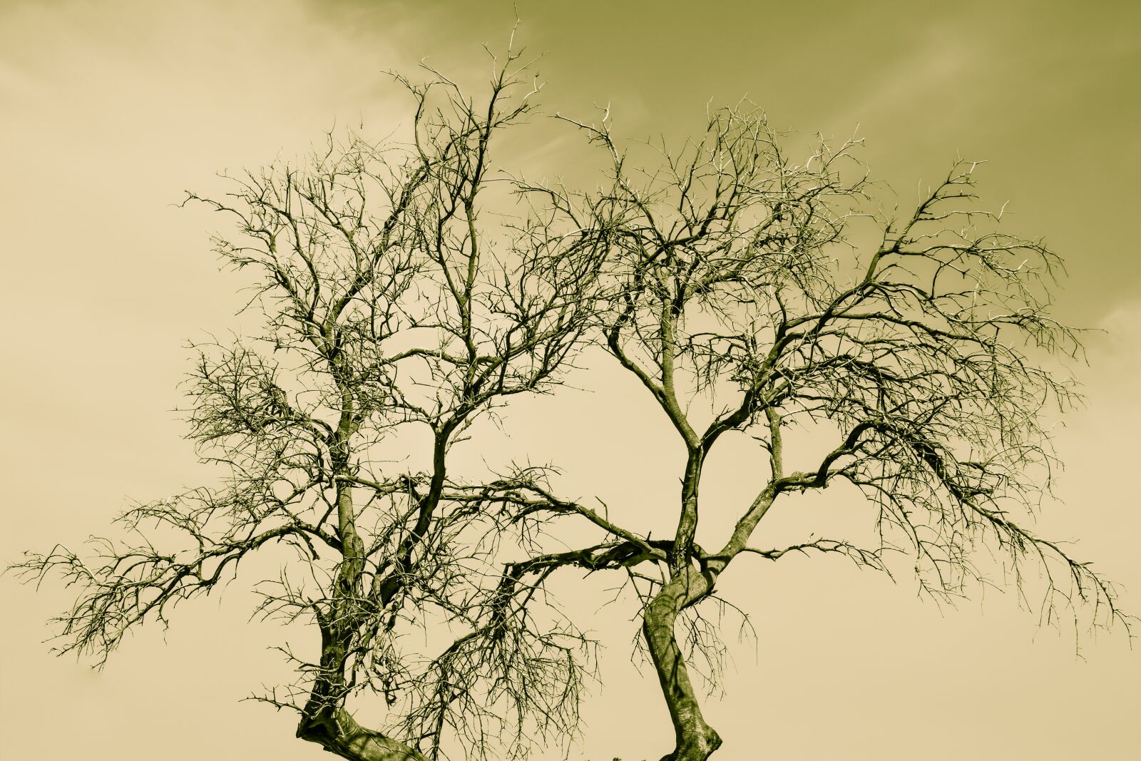 Nikon D3300 sample photo. Tree, branches, nature photography
