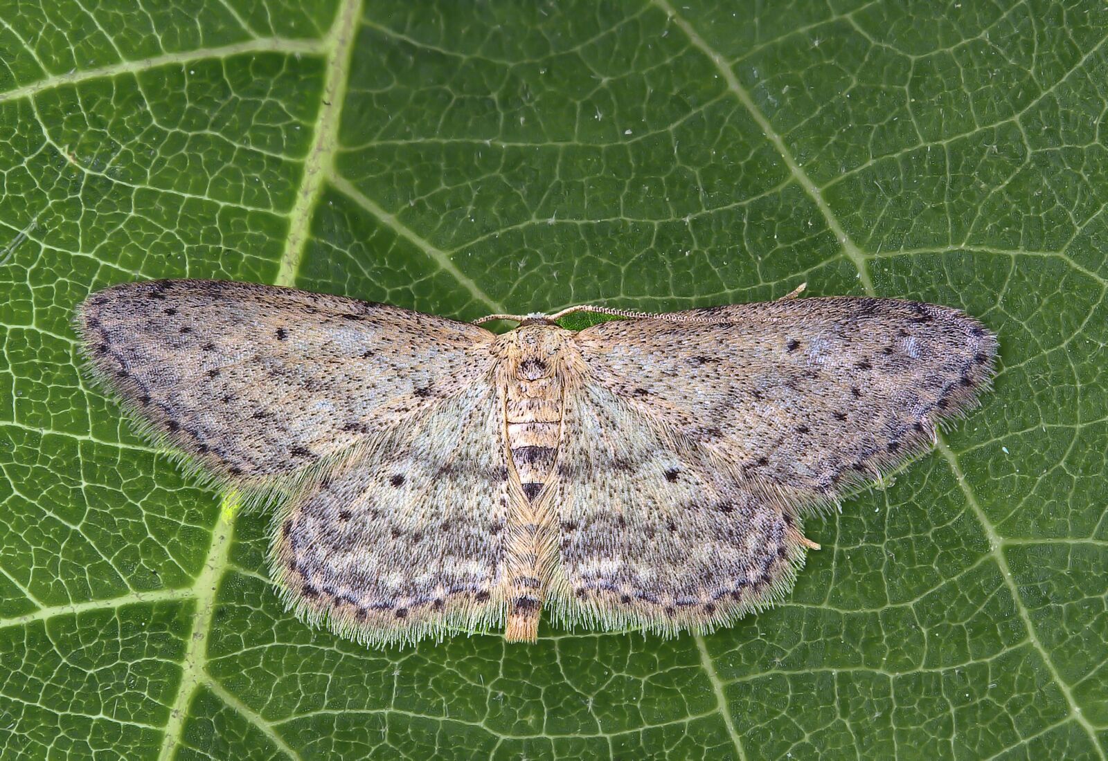 Canon EOS 350D (EOS Digital Rebel XT / EOS Kiss Digital N) sample photo. Moth, small-dusty-wave, insect photography