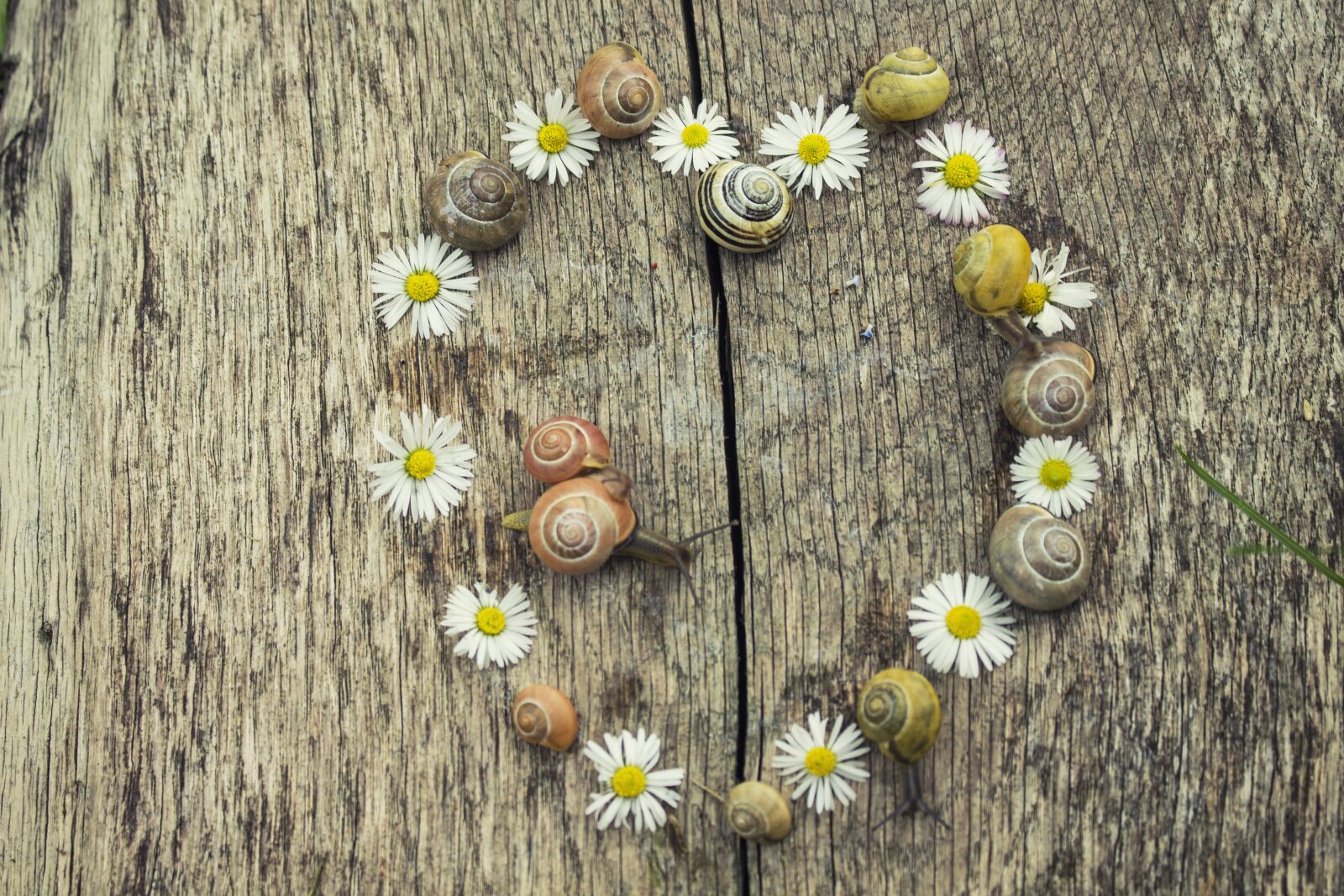 Canon EOS 700D (EOS Rebel T5i / EOS Kiss X7i) sample photo. The background, heart, snail photography