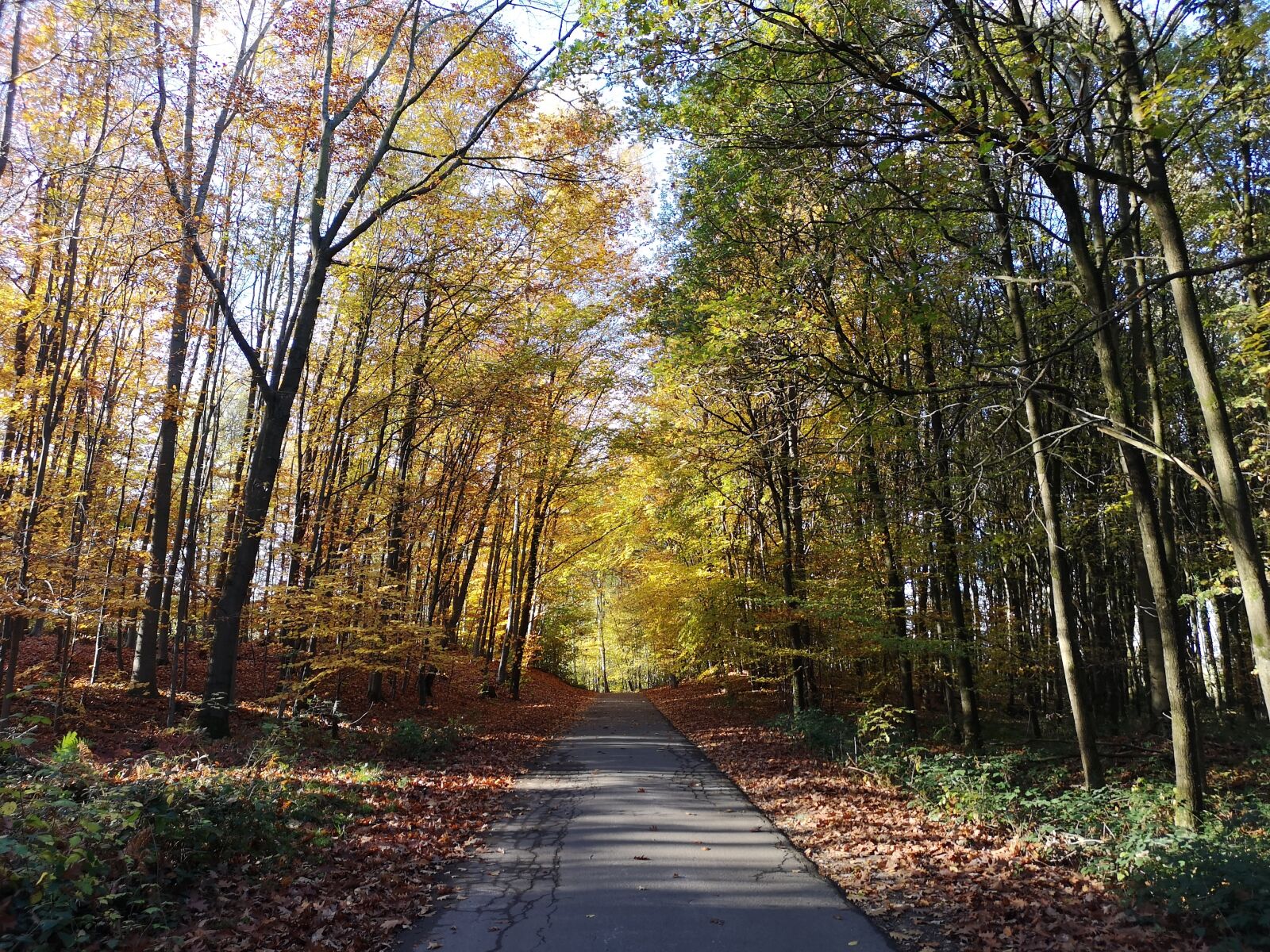 HUAWEI CLT-L29 sample photo. Autumn, leaves, trees photography