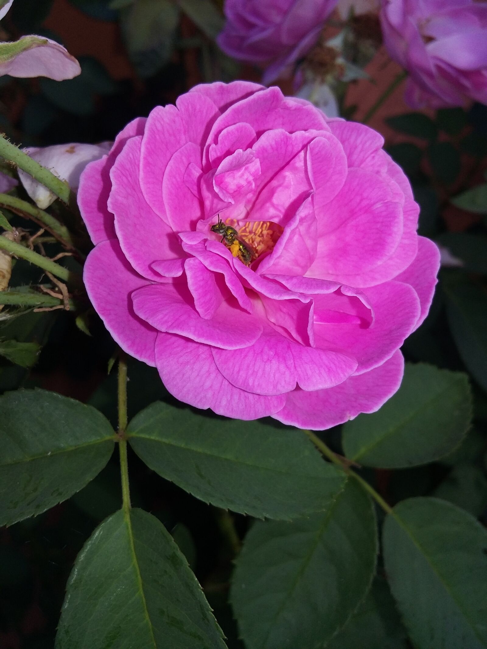 Samsung Galaxy Grand Prime sample photo. Rosa, flower, pink photography