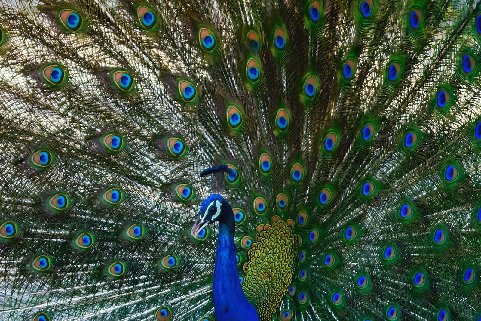 Nikon D5200 sample photo. Peacock, bird, animal photography