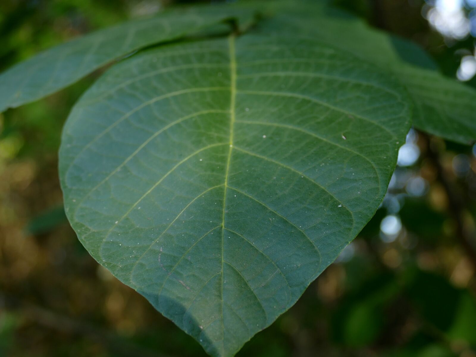 Panasonic Lumix DMC-FZ1000 sample photo. Letter, green, nutty photography