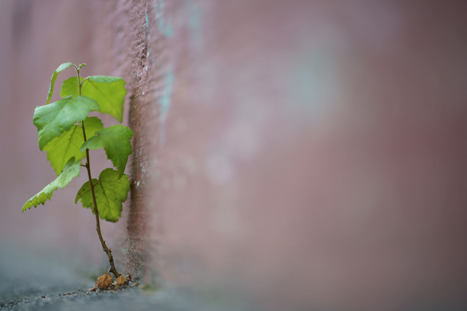 Sony a7R IV sample photo. Life finds a way photography