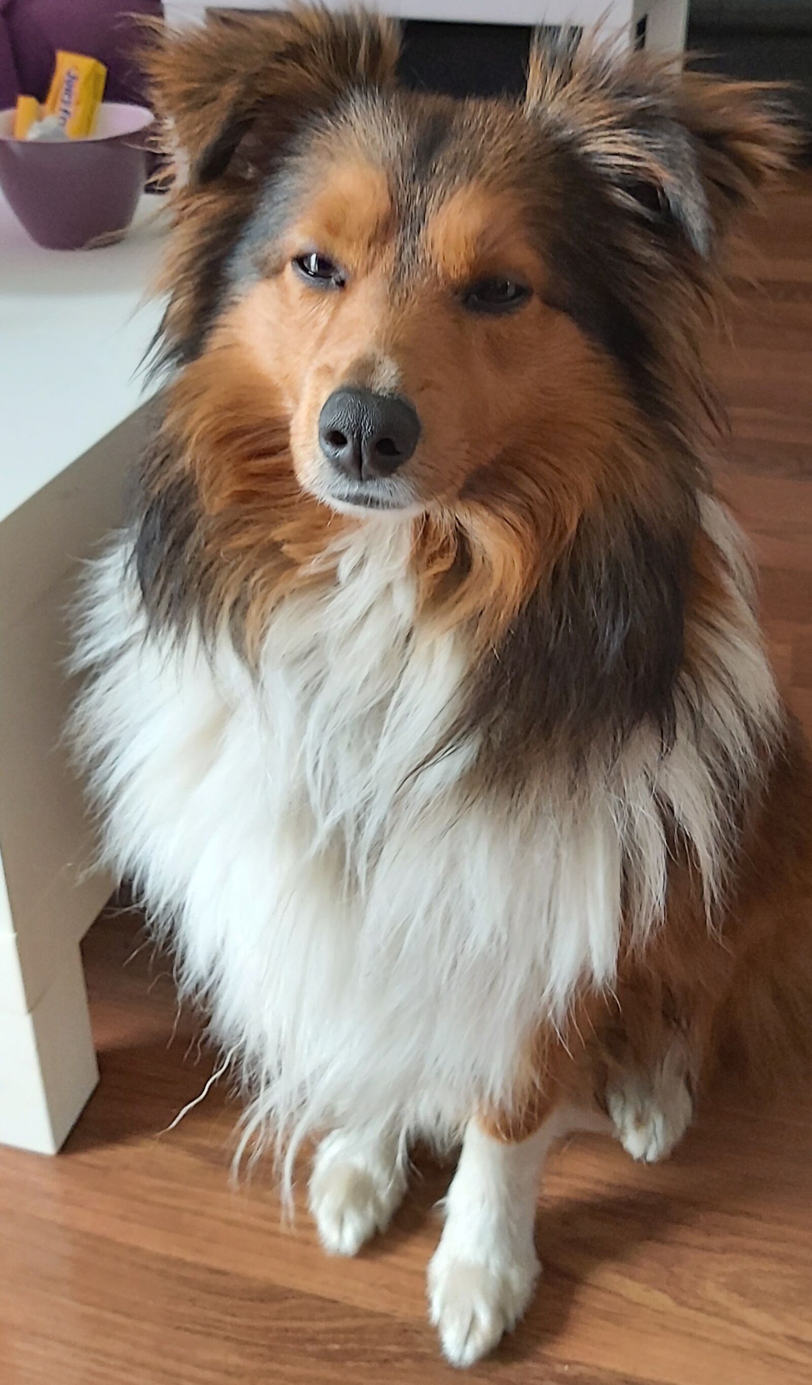 Samsung Galaxy A70 sample photo. Mini, sheltie, hund photography
