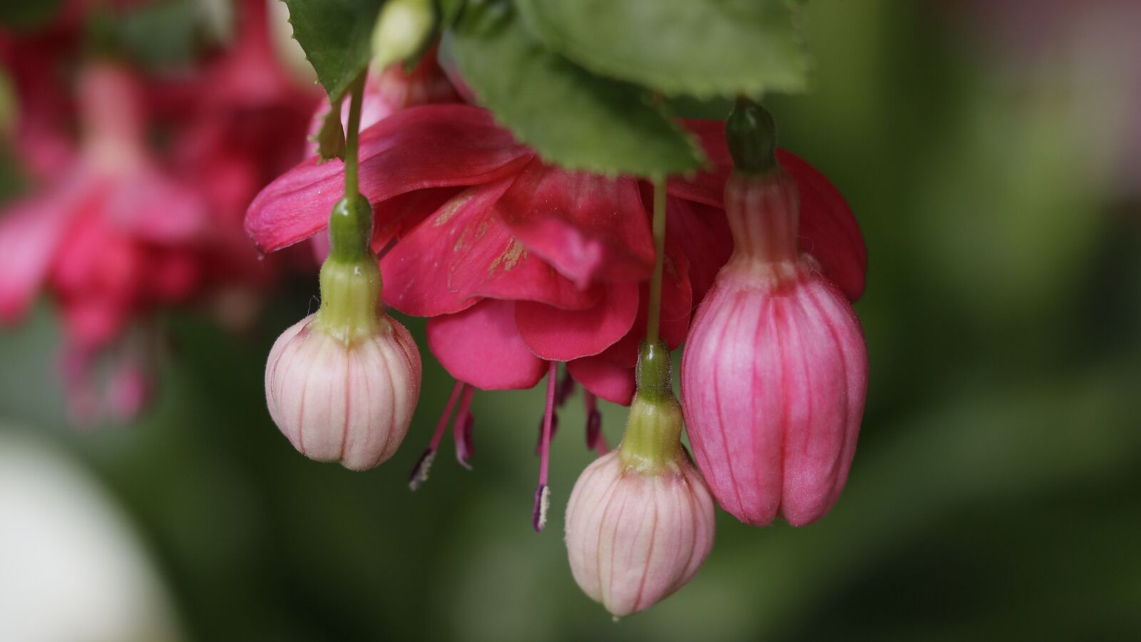 Canon EOS 750D (EOS Rebel T6i / EOS Kiss X8i) sample photo. Flowers, garden, spring photography