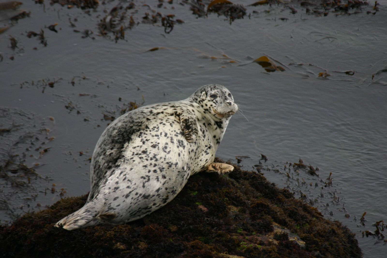 Canon EOS 300D (EOS Digital Rebel / EOS Kiss Digital) sample photo. Ocean, seal, california coast photography