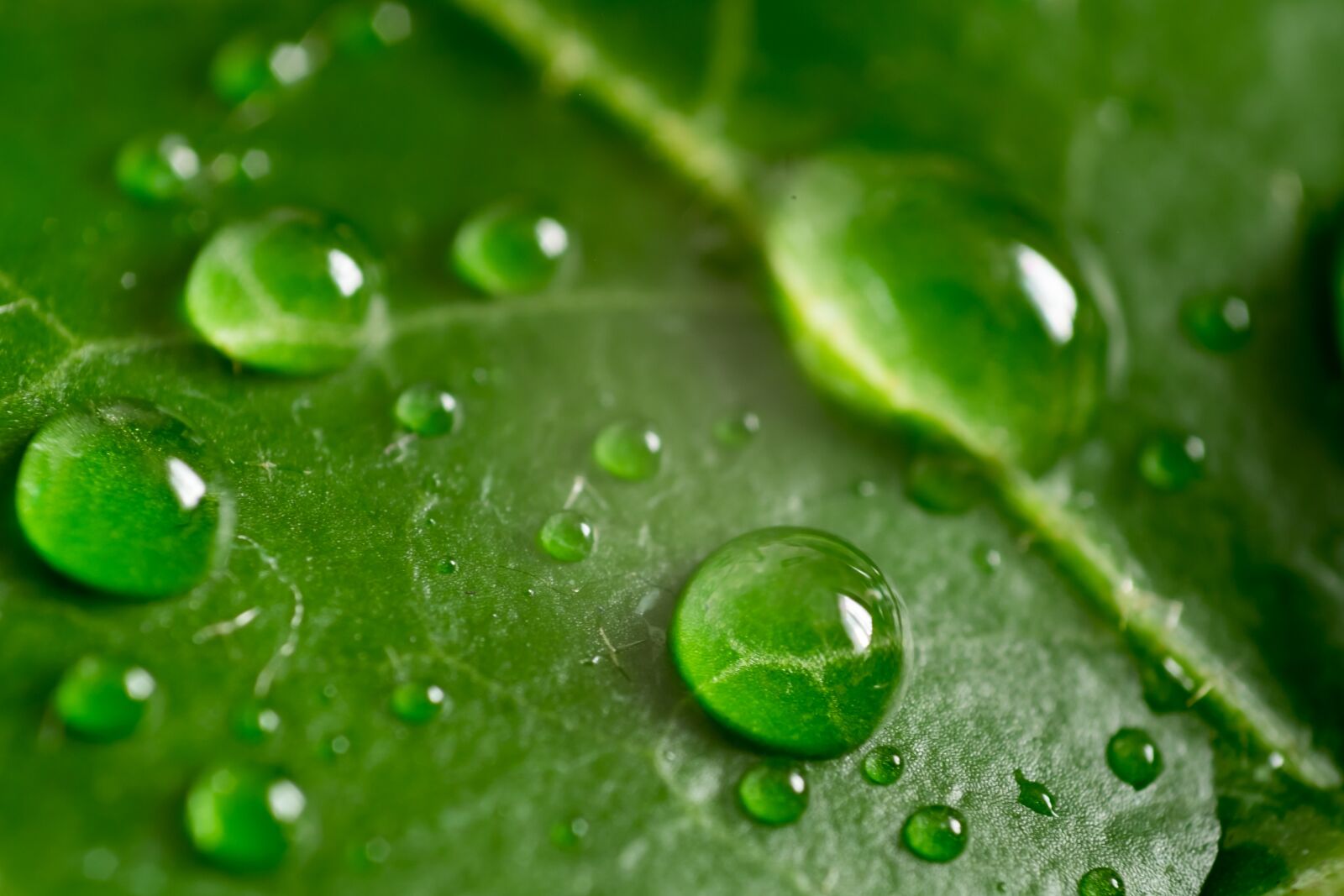 Fujifilm X-T10 sample photo. Leaf, green, macro photography