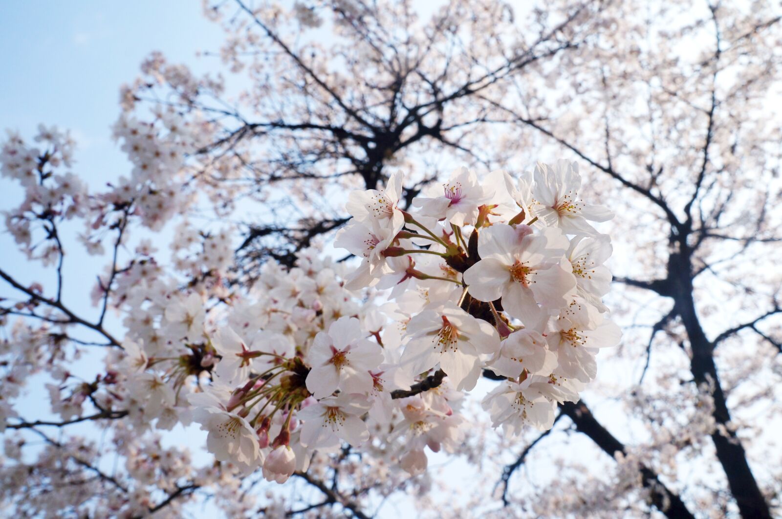 Sony Alpha NEX-F3 + Sony E 18-55mm F3.5-5.6 OSS sample photo. Cherry blossom, cherry blossoms photography