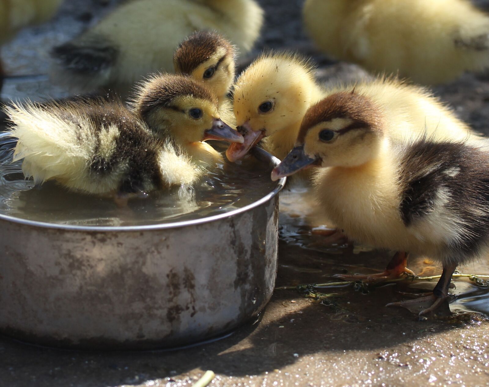 Canon EF-S 60mm F2.8 Macro USM sample photo. Duckling, fluffy, cute photography