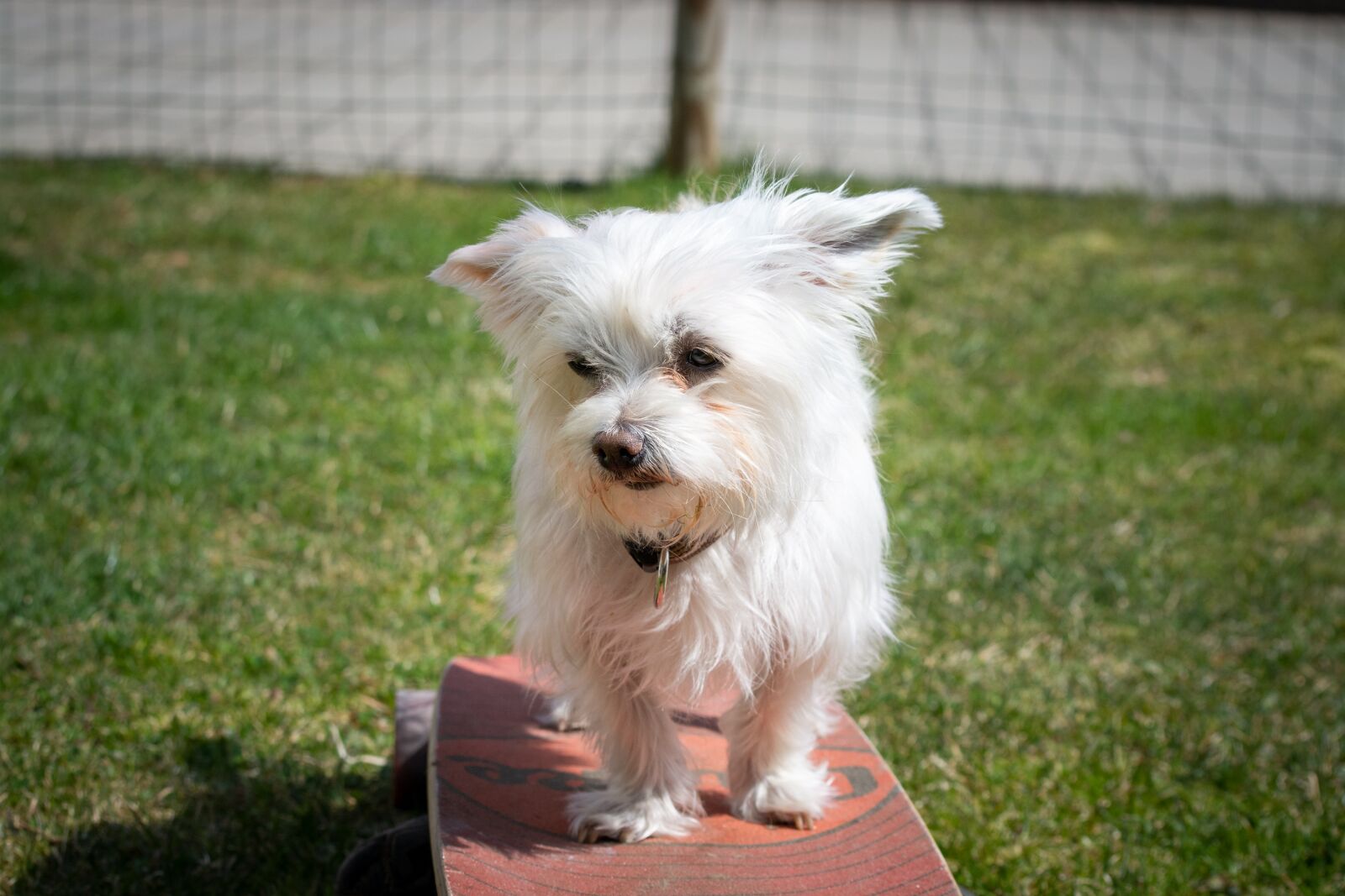 Nikon D7100 sample photo. Dog, white, animal photography