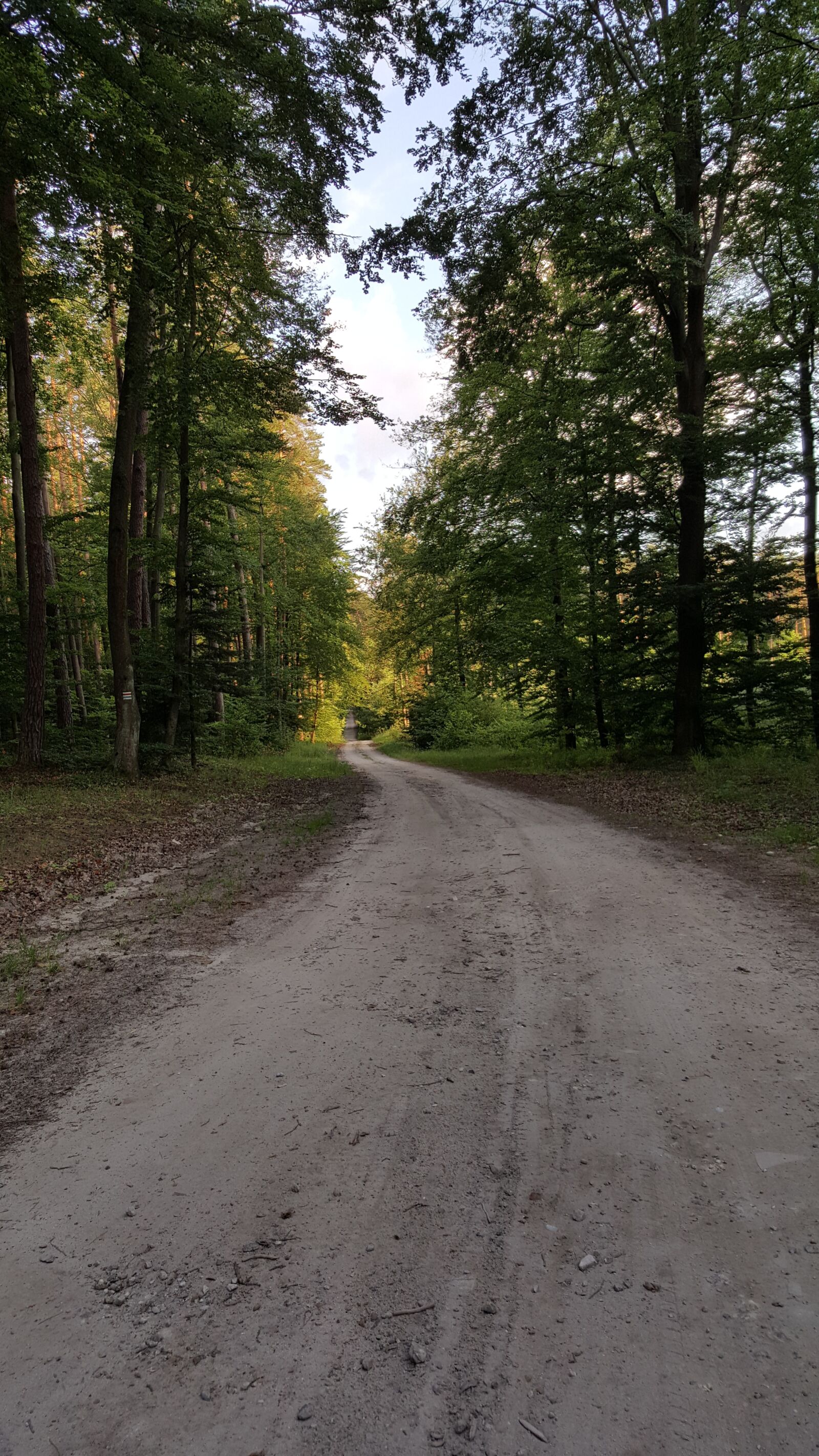 Samsung Galaxy S6 sample photo. Way, forest, nature photography