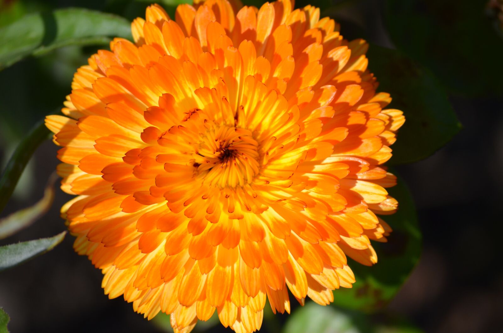 Nikon D5100 sample photo. Marigold, plant, nature photography